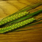 Barley spikes (Hordeum vulgare L.)