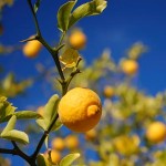lemon-tree-org300x300