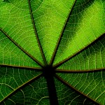 leaf green-org